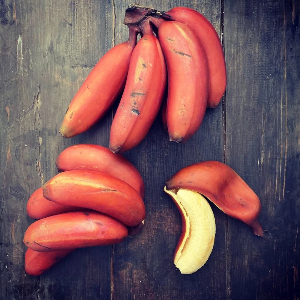 Estas son todas las variedades de plátanos que el Perú tiene para